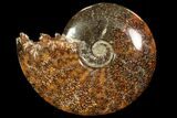 Polished, Agatized Ammonite (Cleoniceras) - Madagascar #78345-1